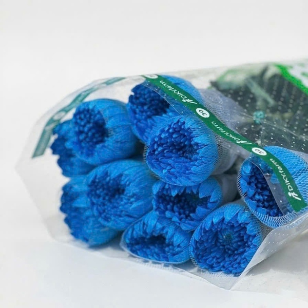 Hoa Cúc Makoto Xanh Navy