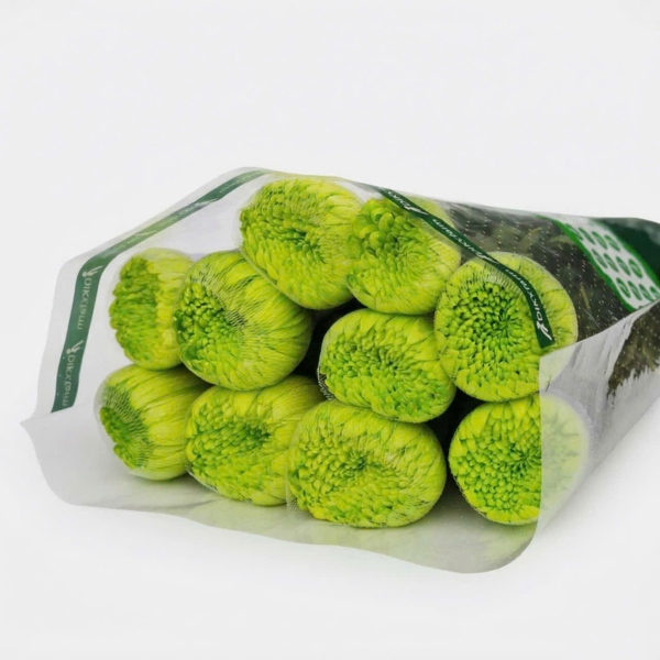 Hoa Cúc Makoto Xanh Mạ