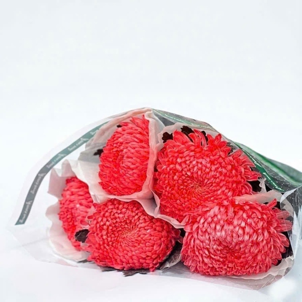 Hoa Cúc Mẫu Đơn Đỏ