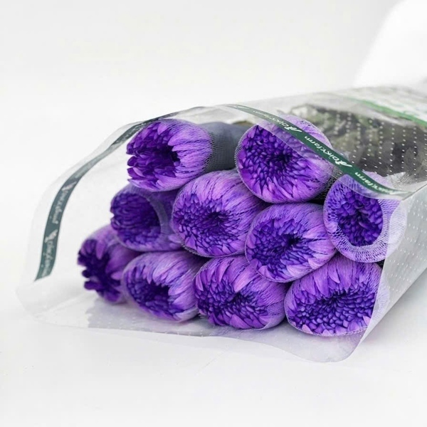 Hoa Cúc Makoto Tím Huế