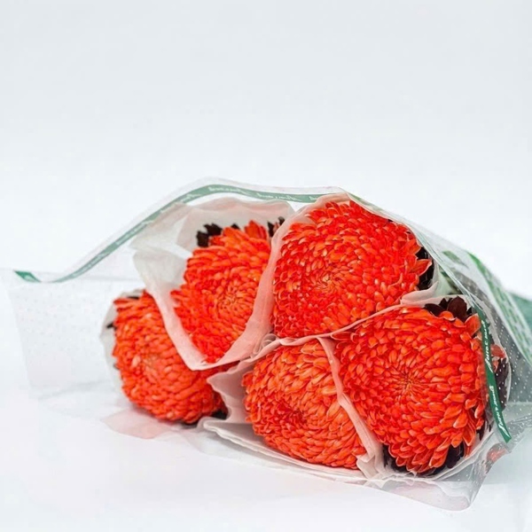 Hoa Cúc Mẫu Đơn Cà Rốt