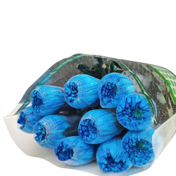 Hoa Cúc Makoto Xanh Dương