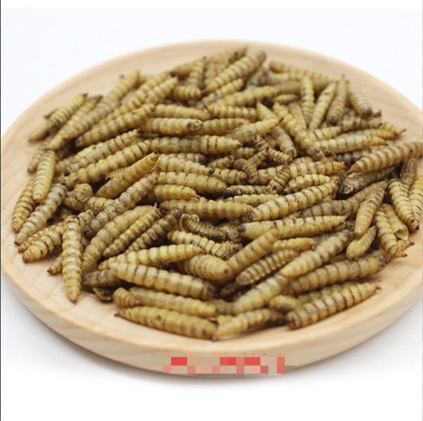 100G SÂU SẤY KHÔ