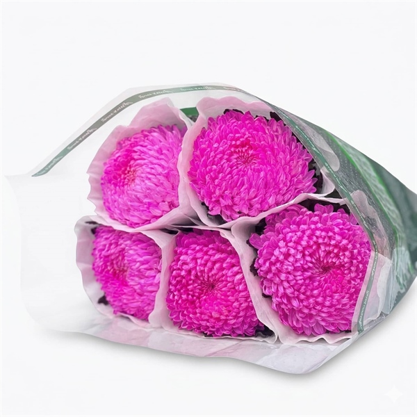 Hoa Cúc Mẫu Đơn Hồng Sen