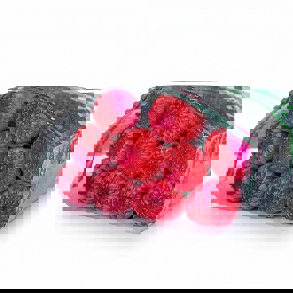 Hoa Cúc Makoto 2 màu Hồng + Đỏ