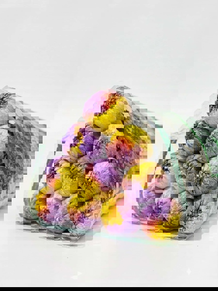 Hoa Cúc Makoto 2 màu Tím + Vàng