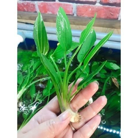 Cây thủy sinh gắn giá thể (nhánh)