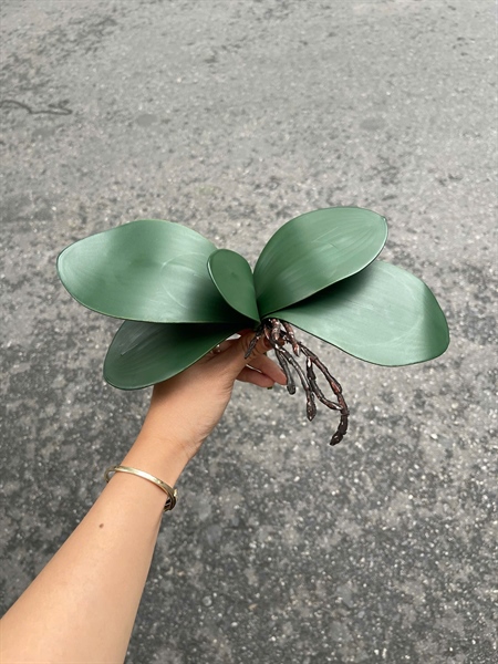 Lá hồ điệp bé - Lá cành ngắn - Hoa Lụa Vân Vượng