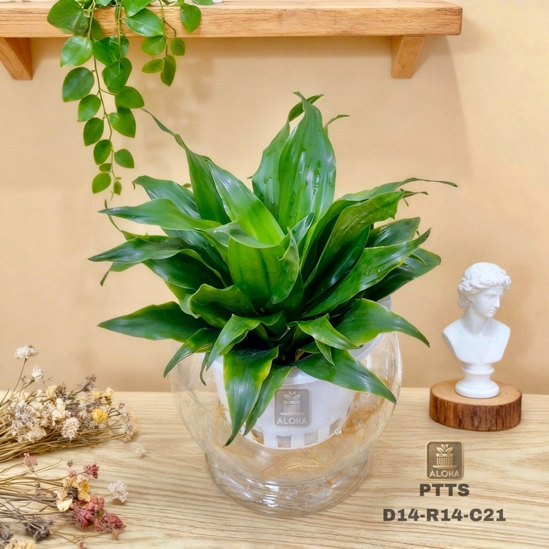 CHẬU PHÁT TÀI NHẬT THỦY SINH