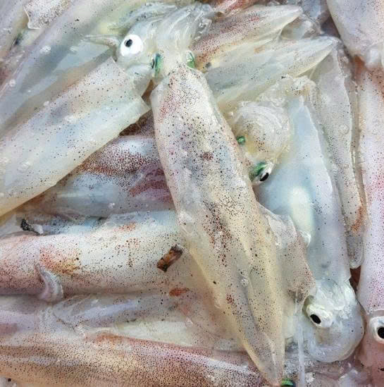 Mực Ống Vân Đồn