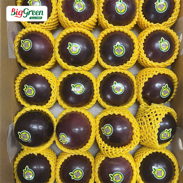 Vú Sữa Tím Xuất Khẩu