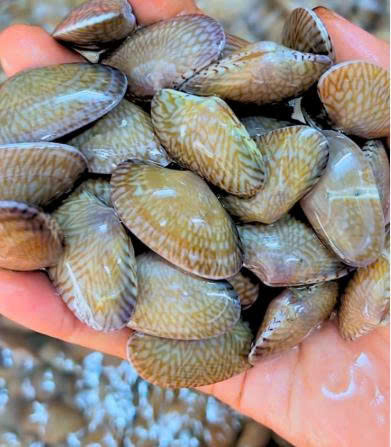 Ngao Hoa Vân Đồn