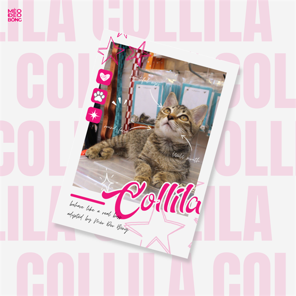 Polaroid Cơ Tổng - Collila