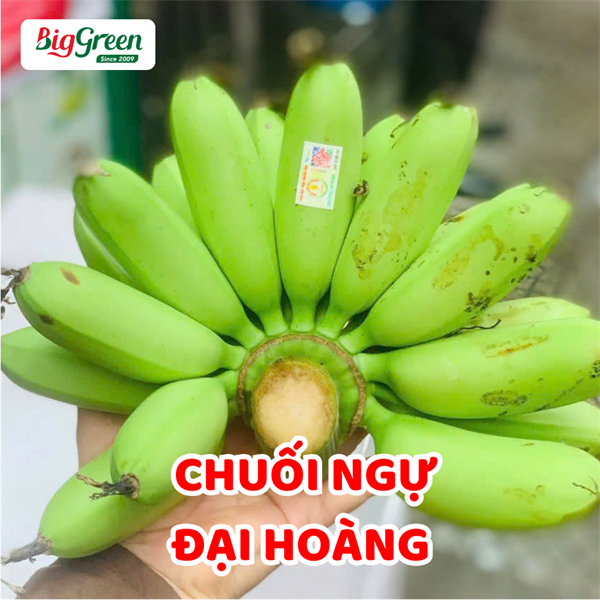 Chuối Ngự Đại Hoàng-Hà Nam
