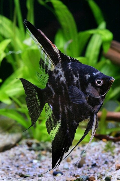 Combo Thần Tiên Đen Mini (Size nhỏ)