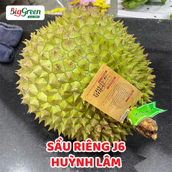 Sầu Riêng J6 - Huỳnh Lâm