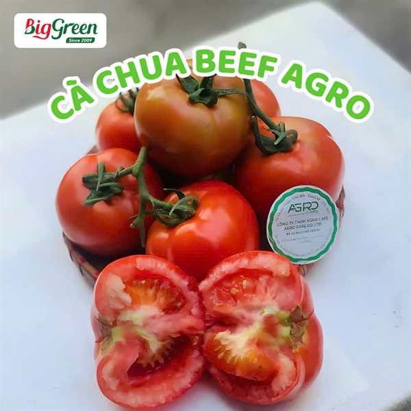 Cà Chua Beef - Vietgap