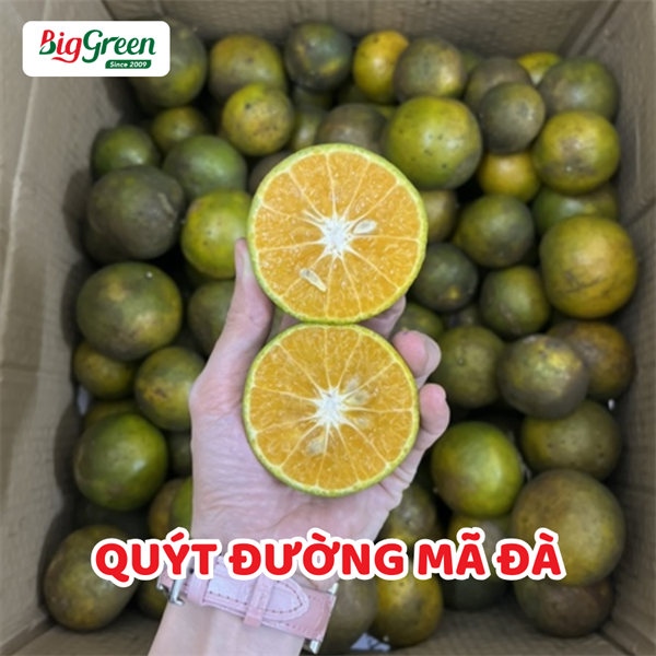 Quýt Đường Mã Đà