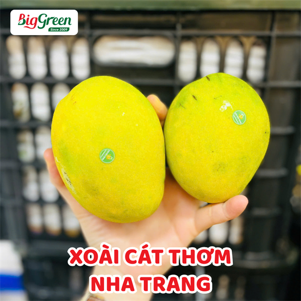 Xoài Cát Thơm - Nha Trang