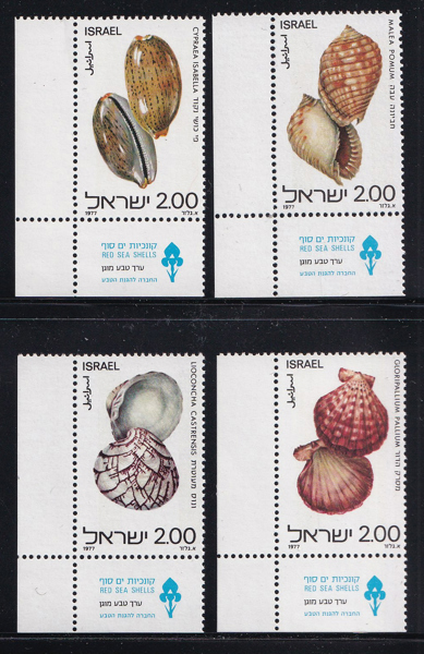 Bộ 4 Tem Bưu Chính Israel - Vỏ Sò Ốc | Israel - Seashells from the Red Sea 1977 (4) | Mint
