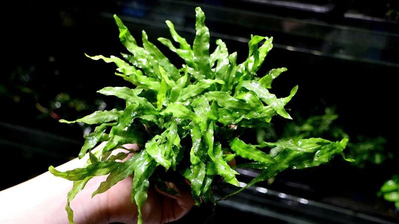 Dương Xỉ Mỹ Nhân