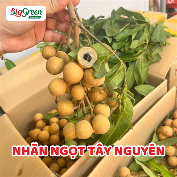 Nhãn Ngọt Tây Nguyên
