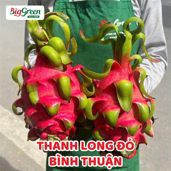 Thanh Long Đỏ-Bình Thuận