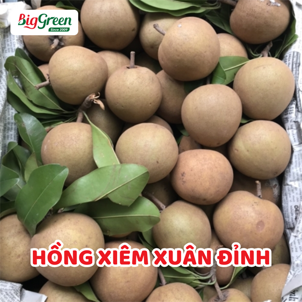 Hồng Xiêm Xuân Đỉnh