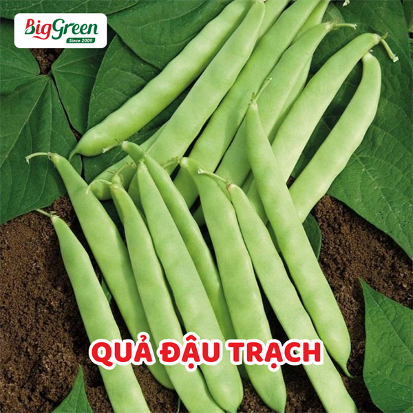 Quả Đậu Trạch