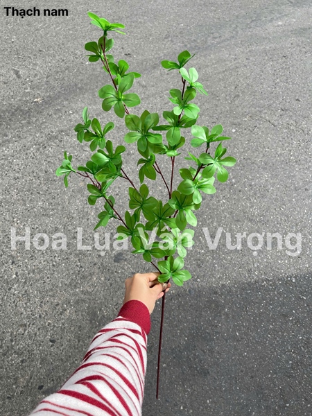 Thạch nam - Lá cành dài - Hoa Lụa Vân Vượng