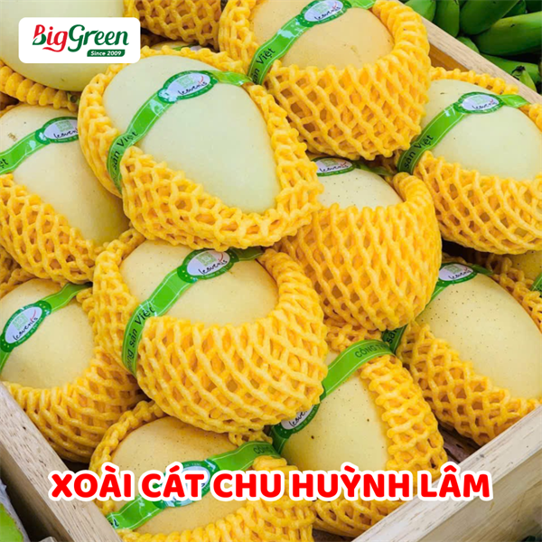 Xoài Cát Chu Huỳnh Lâm