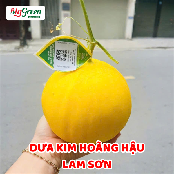 Dưa Kim Hoàng Hậu-Lam Sơn