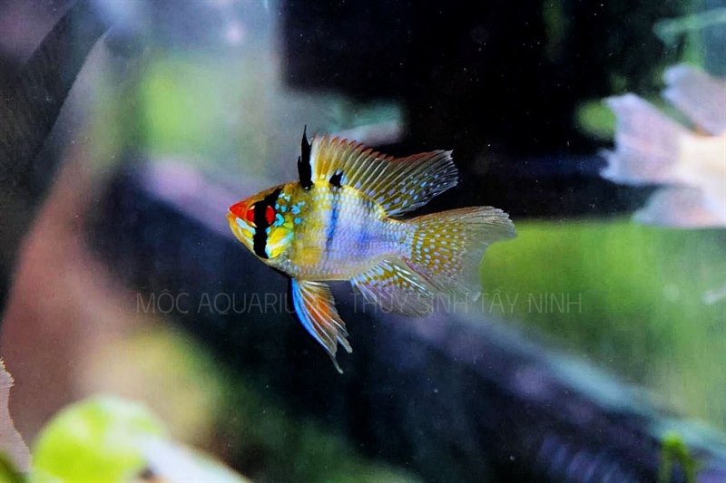 Phượng Hoàng Ngũ Sắc