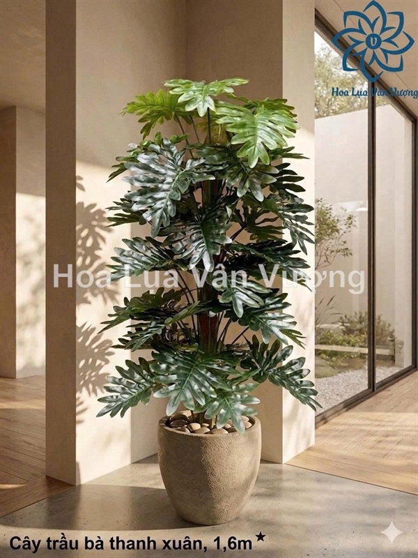 Cây trầu bà thanh xuân - Cây - Hoa Lụa Vân Vượng