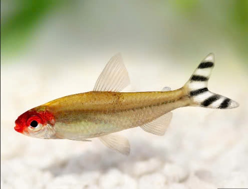 Combo Sóc Đầu Đỏ Size Nhỏ