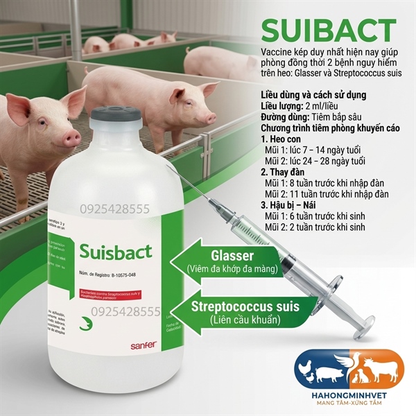 Suisbact - Glaser Liên Cầu l10