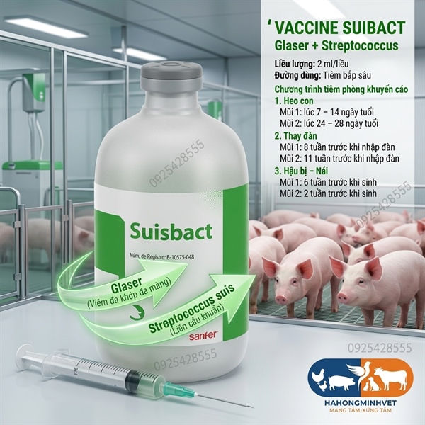 SUISBACT 50ds (Glasser liên cầu) (chai)