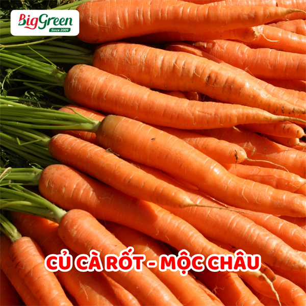 Củ Cà Rốt - Mộc Châu