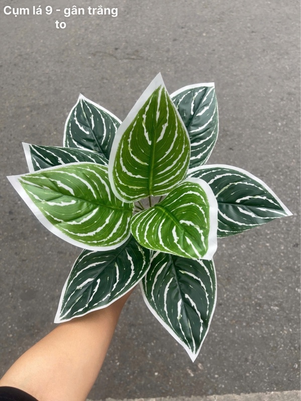 Cụm lá 9 - gân trắng to - Lá cành ngắn - Hoa Lụa Vân Vượng