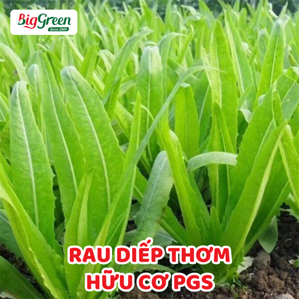 Rau Diếp Thơm Hữu Cơ Pgs