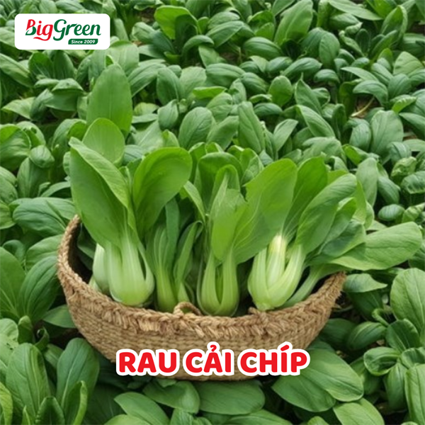 Rau Cải Chíp