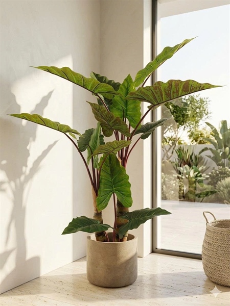 Cây khoai nước 1,5m - Cây - Hoa Lụa Vân Vượng