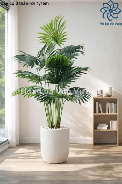 Cây cọ 3 thân rời - Cây - Hoa Lụa Vân Vượng