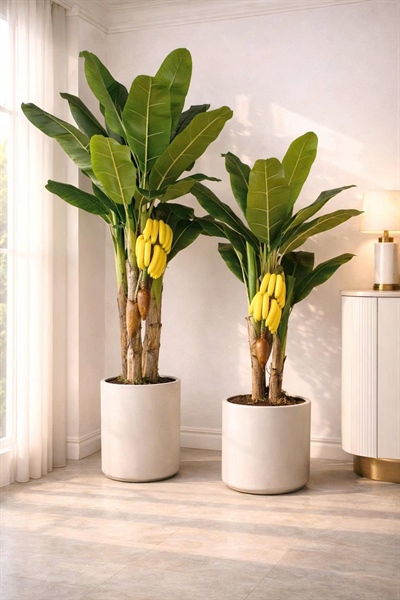 Cây chuối có buồng 1,7m - Cây - Hoa Lụa Vân Vượng