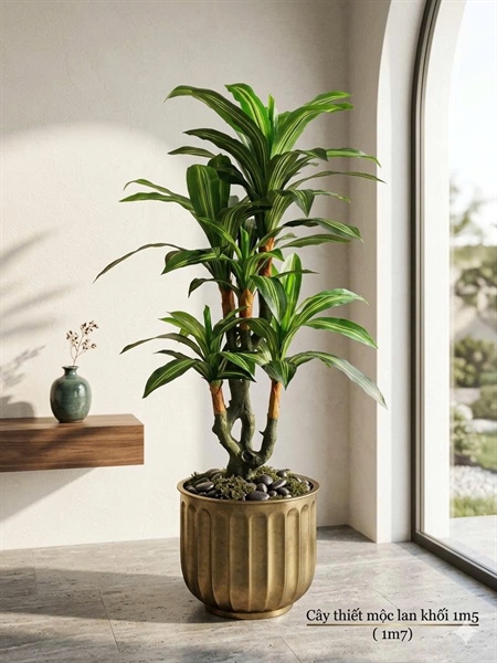 Cây thiết mộc lan 5n - Cây - Hoa Lụa Vân Vượng