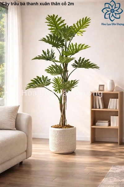 Cây trầu bà thanh xuân thân cổ 2m - Không chậu - Cây - Hoa Lụa Vân Vượng