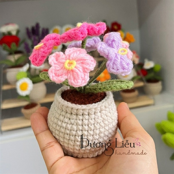 Chậu nhỏ - Hoa Lưu ly