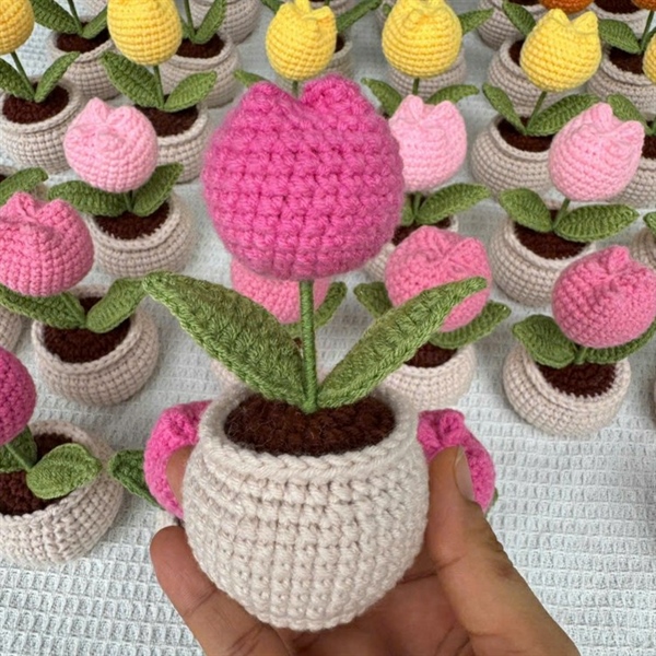 Chậu nhỏ - Hoa tulip búp