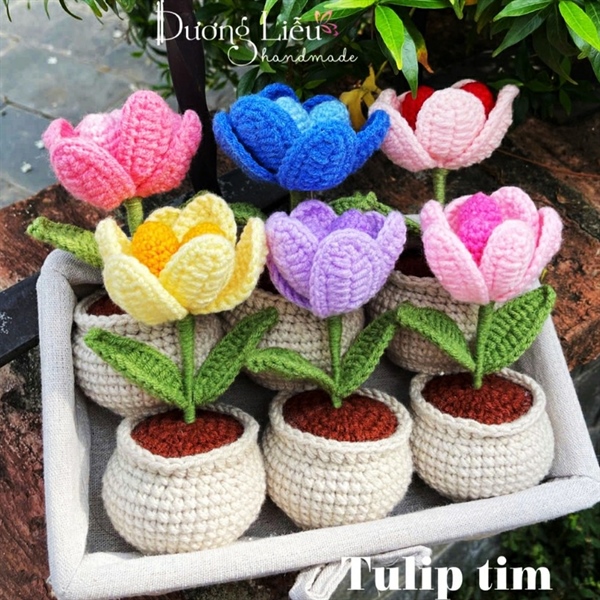 Chậu nhỏ - Hoa Tulip tim