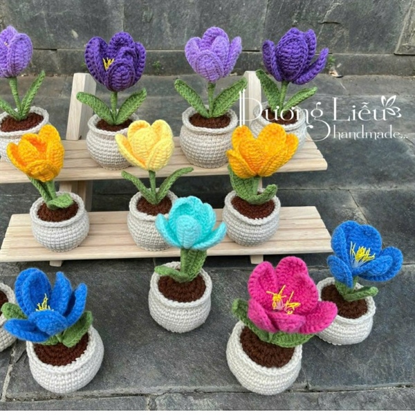 Chậu nhỏ - Hoa Tulip nở